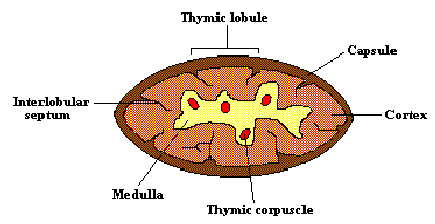 Thymus Structure