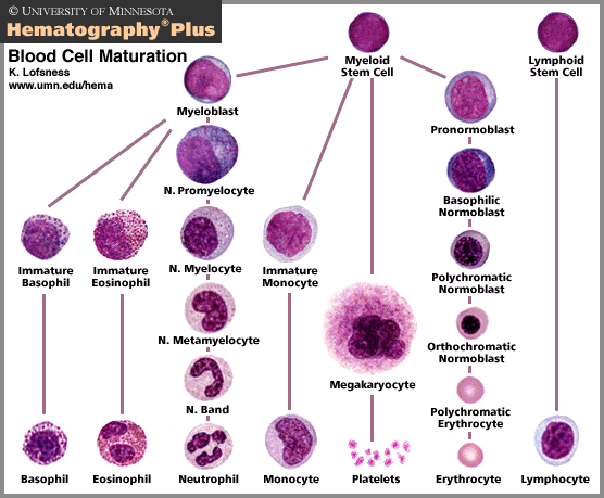 Blood Cell Maturation